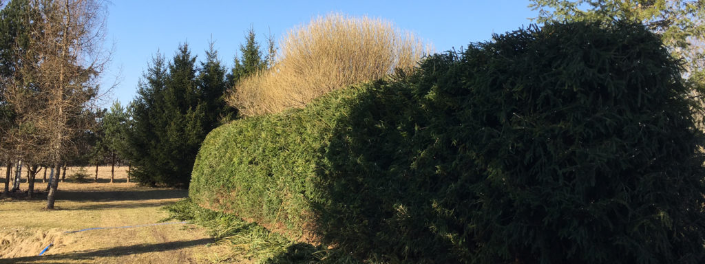 Heki lõikus ja põgamine