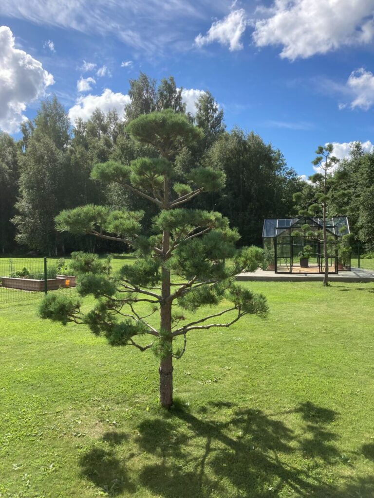 Topiaar kujundlõikus