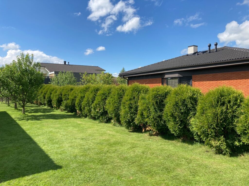 Topiaar hekk enne lõikust