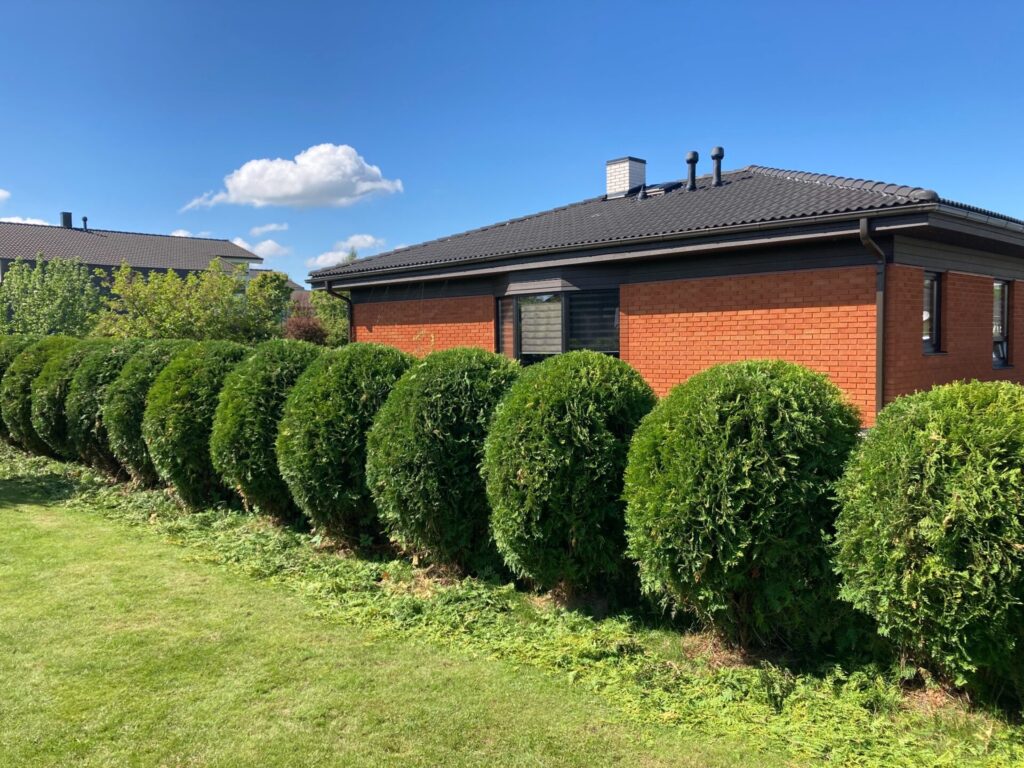 Topiaar hekk pärast lõikust