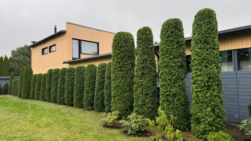 Topiaar kõrged sammasvormid