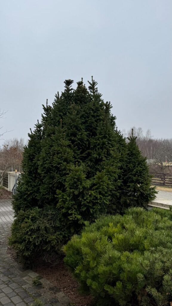 Topiaar kuusk enne lõikust