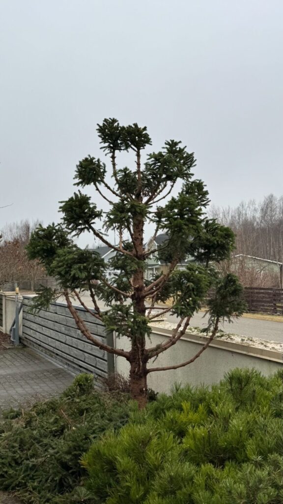 Topiaar kuusk pärast lõikust