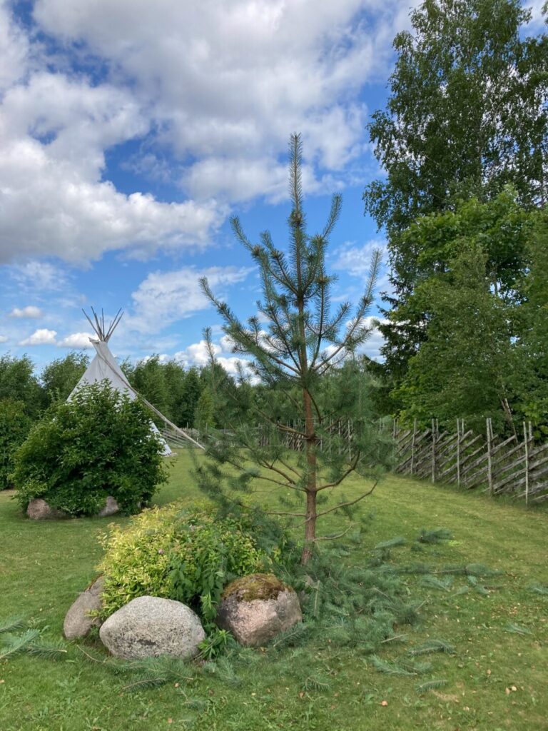 Topiaar mänd enne lõikust