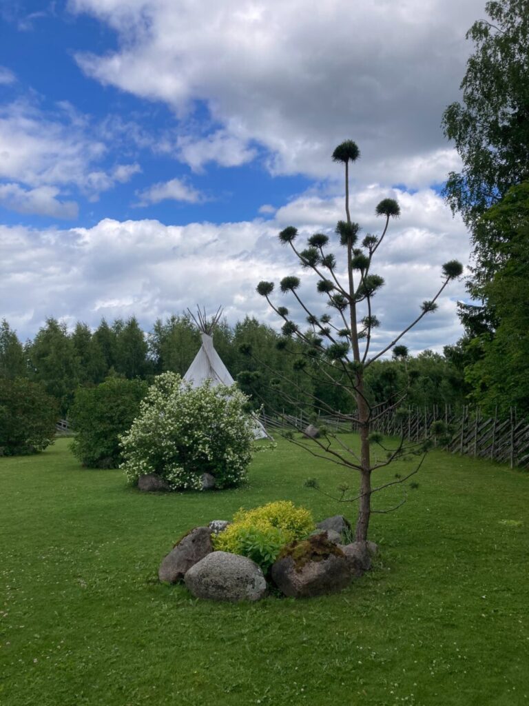 Topiaar mänd pärast lõikust
