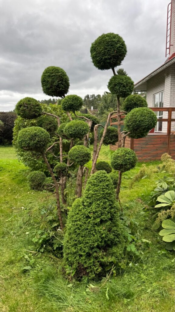 Topiaar mitme palliga kompositsioon